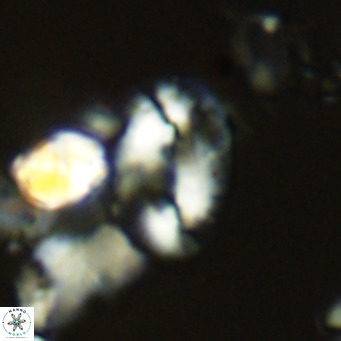 Helicosphaera dyoporous VR 05484
