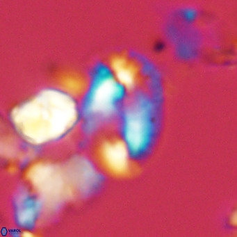 Helicosphaera dyoporous VR 05485