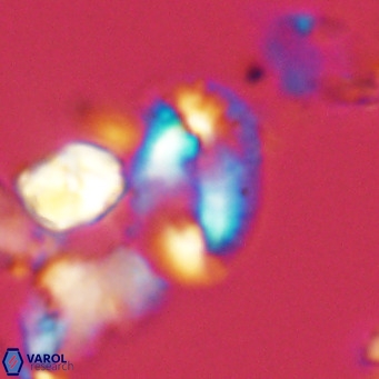 Helicosphaera dyoporous VR 05485