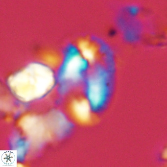 Helicosphaera dyoporous VR 05485