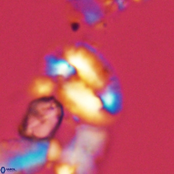 Helicosphaera dyoporous VR 05486