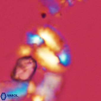 Helicosphaera dyoporous VR 05486