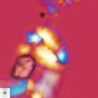 Helicosphaera dyoporous VR 05486