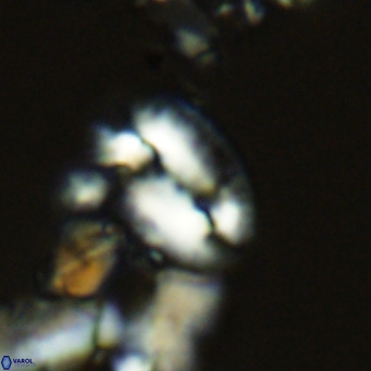 Helicosphaera dyoporous VR 05487