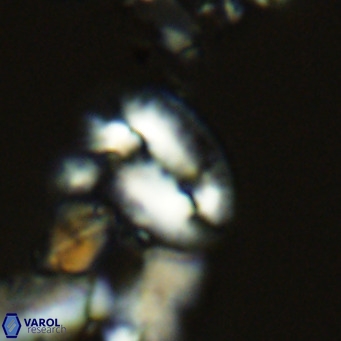 Helicosphaera dyoporous VR 05487