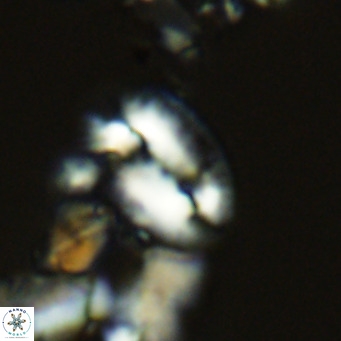 Helicosphaera dyoporous VR 05487