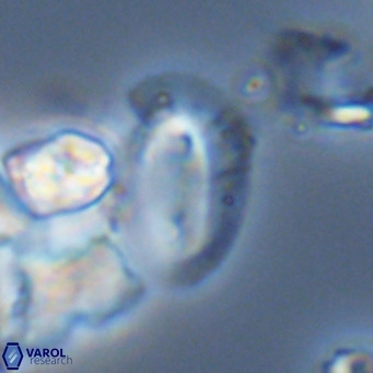 Helicosphaera dyoporous VR 05493