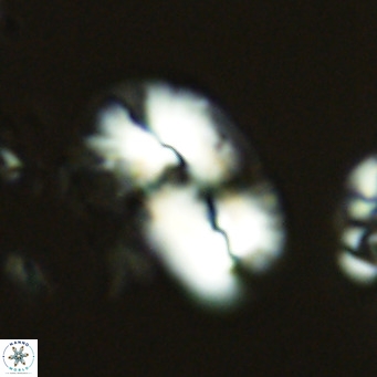 Helicosphaera dyoporous VR 05940