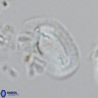 Helicosphaera dyoporous VR 05941