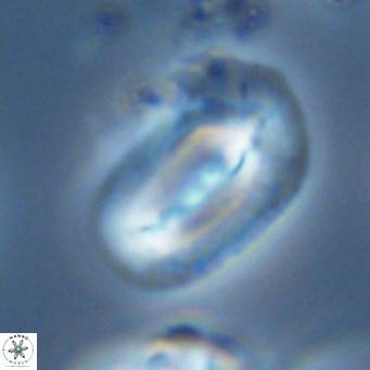 Helicosphaera dyoporous VR 05945