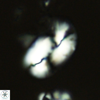 Helicosphaera dyoporous VR 05932