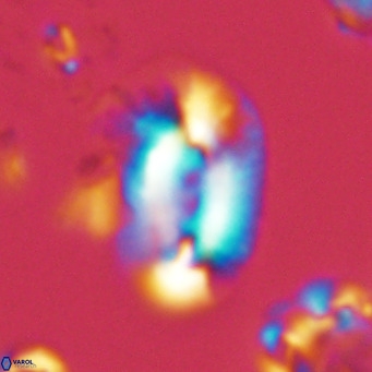 Helicosphaera dyoporous VR 05934