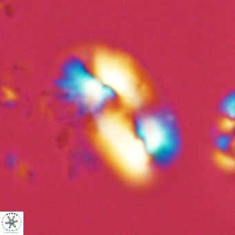 Helicosphaera dyoporous VR 05938