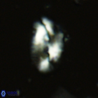 Helicosphaera dyoporous VR 06013