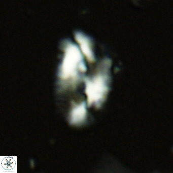 Helicosphaera dyoporous VR 06013