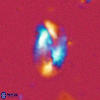 Helicosphaera dyoporous VR 06014