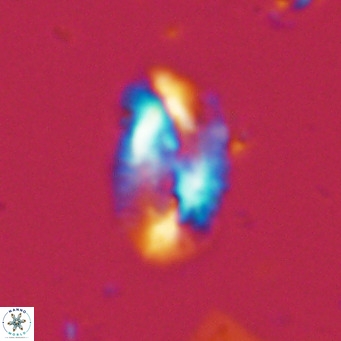 Helicosphaera dyoporous VR 06014