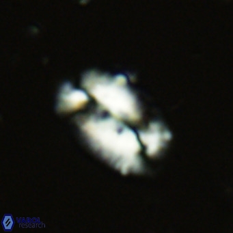 Helicosphaera dyoporous VR 06016