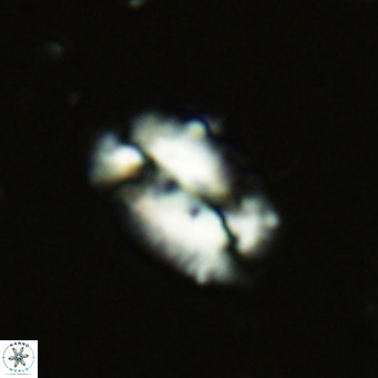 Helicosphaera dyoporous VR 06016