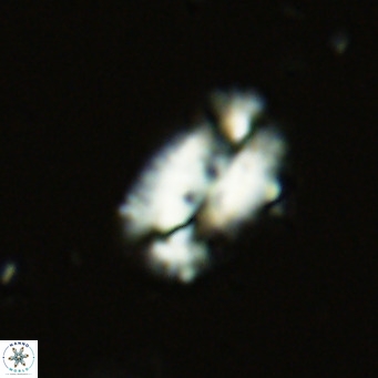 Helicosphaera dyoporous VR 06017