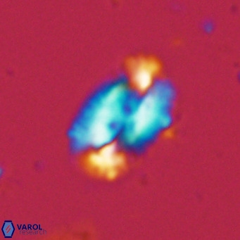 Helicosphaera dyoporous VR 06018