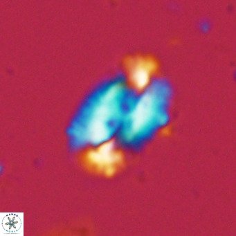 Helicosphaera dyoporous VR 06018