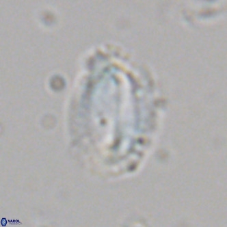 Helicosphaera dyoporous VR 06022