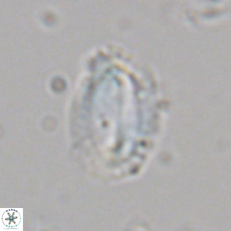 Helicosphaera dyoporous VR 06022