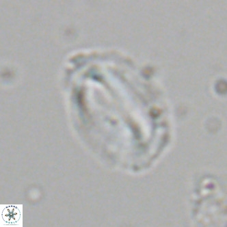Helicosphaera dyoporous VR 06024