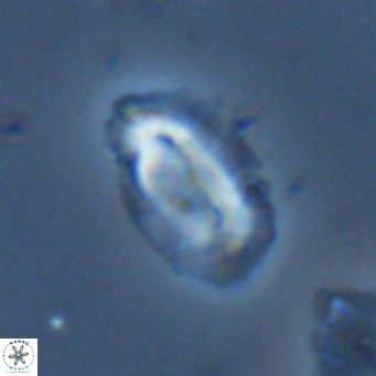Helicosphaera dyoporous VR 06025