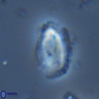 Helicosphaera dyoporous VR 06026