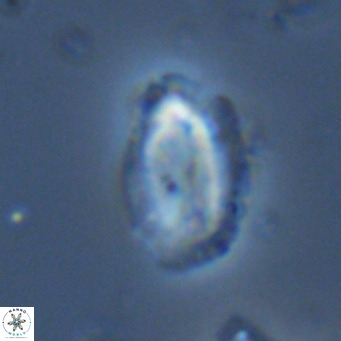 Helicosphaera dyoporous VR 06026
