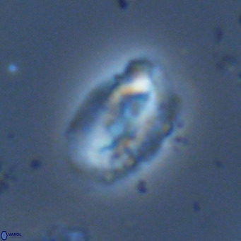 Helicosphaera dyoporous VR 06027