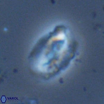 Helicosphaera dyoporous VR 06027