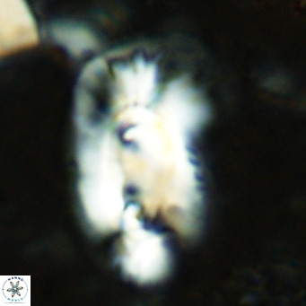 Helicosphaera dyoporous VR 08278