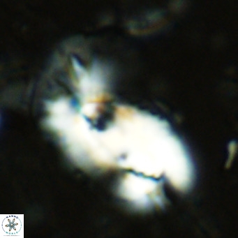 Helicosphaera dyoporous VR 08283