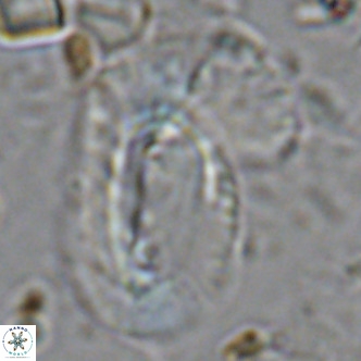 Helicosphaera dyoporous VR 08286