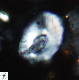 Helicosphaera dinesenii 1977