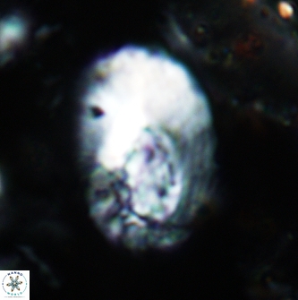 Helicosphaera dinesenii 1980