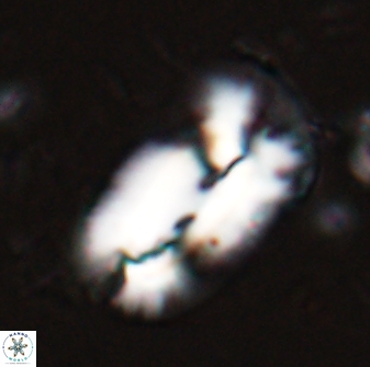 Helicosphaera distincta 29843