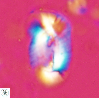 Helicosphaera distincta 29845