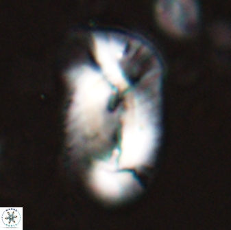 Helicosphaera distincta 29846