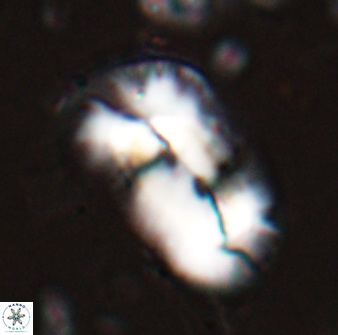 Helicosphaera distincta 29847