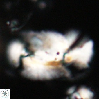 Helicosphaera euphratis VR 028450