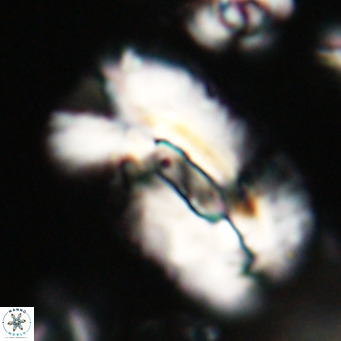 Helicosphaera euphratis VR 028453