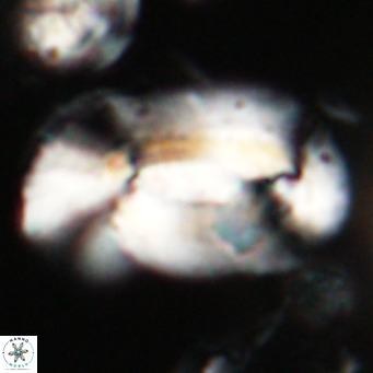 Helicosphaera euphratis VR 028454