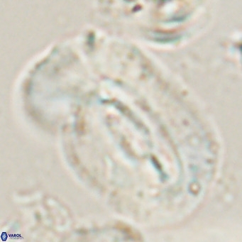 Helicosphaera euphratis VR 028457