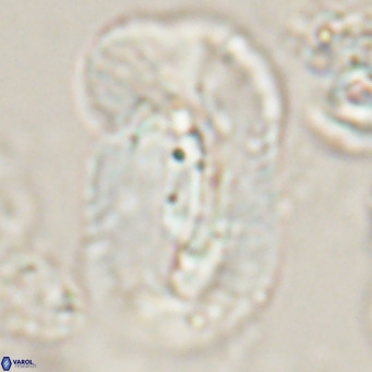 Helicosphaera euphratis VR 028458