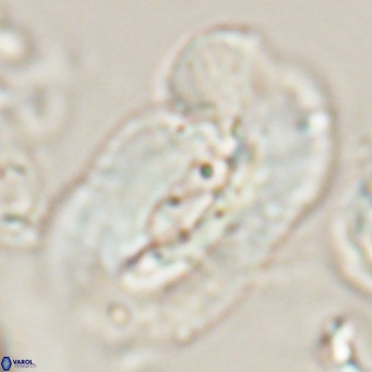 Helicosphaera euphratis VR 028459