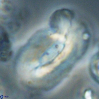 Helicosphaera euphratis VR 028463